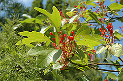 Sassafras (Sassafras albidum) at Bayport Flower Houses