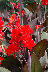 Cannova Bronze Scarlet Canna (Canna 'Cannova Bronze Scarlet') at Bayport Flower Houses