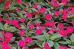 Bounce Cherry Impatiens (Impatiens 'Balboucher') at Bayport Flower Houses