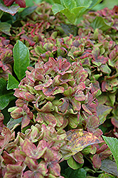 Pistachio Hydrangea (Hydrangea macrophylla 'Horwack') at Bayport Flower Houses
