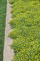 Magic Carpet Yellow Mecardonia (Mecardonia 'Magic Carpet Yellow') at Bayport Flower Houses