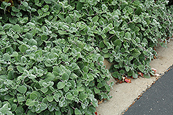 Silver Shield Plectranthus (Plectranthus argentatus 'Silver Shield') at Bayport Flower Houses