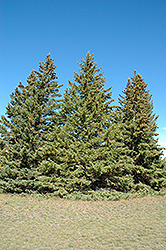 White Spruce (Picea glauca) at Bayport Flower Houses