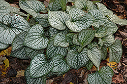 Jack Frost Bugloss (Brunnera macrophylla 'Jack Frost') at Bayport Flower Houses