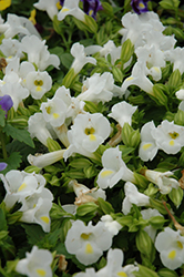 Catalina White Linen Torenia (Torenia 'Dancat153') at Bayport Flower Houses