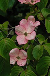 Stellar Pink Flowering Dogwood (Cornus 'Stellar Pink') at Bayport Flower Houses