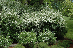 Snowmound Spirea (Spiraea nipponica 'Snowmound') at Bayport Flower Houses