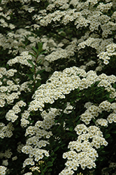 Snowmound Spirea (Spiraea nipponica 'Snowmound') at Bayport Flower Houses