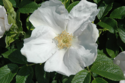 White Rugosa Rose (Rosa rugosa 'Alba') at Bayport Flower Houses