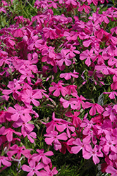 Drummond's Pink Moss Phlox (Phlox subulata 'Drummond's Pink') at Bayport Flower Houses