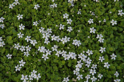 White Star Creeper (Isotoma fluviatilis 'Alba') at Bayport Flower Houses