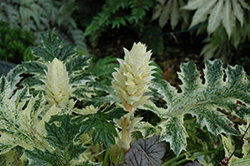 Whitewater Acanthus (Acanthus 'Whitewater') at Bayport Flower Houses
