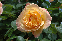 Garden Sun Rose (Rosa 'Meivaleir') at Bayport Flower Houses