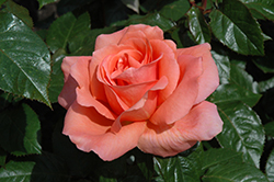 Sweet Fragrance Rose (Rosa 'Sweet Fragrance') at Bayport Flower Houses