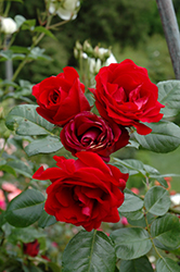 Crimson Sky Rose (Rosa 'Meigrappo') at Bayport Flower Houses