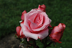 Paris D'Yves St. Laurence Rose (Rosa 'Meivamo') at Bayport Flower Houses