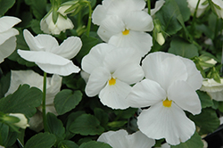 Delta Pure White Pansy (Viola x wittrockiana 'Delta Pure White') at Bayport Flower Houses