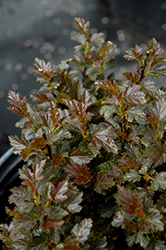 Tiny Wine Ninebark (Physocarpus opulifolius 'SMPOTW') at Bayport Flower Houses