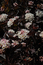 Tiny Wine Ninebark (Physocarpus opulifolius 'SMPOTW') at Bayport Flower Houses