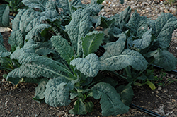 Toscano Kale (Brassica oleracea var. sabellica 'Toscano') at Bayport Flower Houses