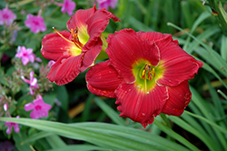 Happy Ever Appster Red Hot Returns Daylily (Hemerocallis 'Red Hot Returns') at Bayport Flower Houses