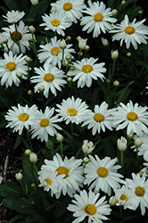 Whoops-A-Daisy Shasta Daisy (Leucanthemum x superbum 'Whoops-A-Daisy') at Bayport Flower Houses