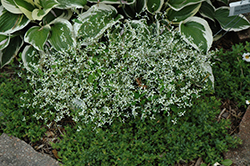 Diamond Frost Euphorbia (Euphorbia 'INNEUPHDIA') at Bayport Flower Houses