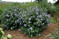 Blue Chiffon Rose of Sharon (Hibiscus syriacus 'Notwoodthree') at Bayport Flower Houses