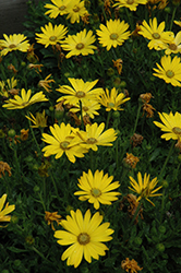 Zion Pure Yellow African Daisy (Osteospermum 'Zion Pure Yellow') at Bayport Flower Houses