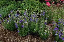 Astra Blue Balloon Flower (Platycodon grandiflorus 'Astra Blue') at Bayport Flower Houses