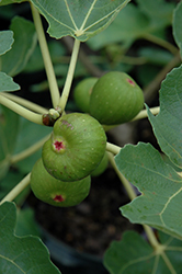 Common Fig (Ficus carica) at Bayport Flower Houses