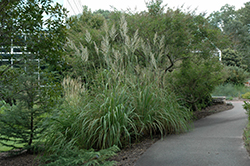 Ravenna Grass (Erianthus ravennae) at Bayport Flower Houses