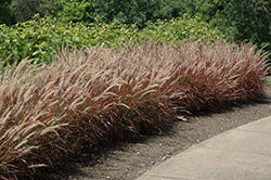 Purple Fountain Grass (Pennisetum setaceum 'Rubrum') at Bayport Flower Houses