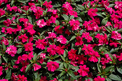 Bounce Cherry Impatiens (Impatiens 'Balboucher') at Bayport Flower Houses