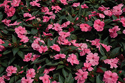 SunPatiens Compact Pink New Guinea Impatiens (Impatiens 'SunPatiens Compact Pink') at Bayport Flower Houses