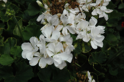 Rocky Mountain White Geranium (Pelargonium 'Rocky Mountain White') at Bayport Flower Houses