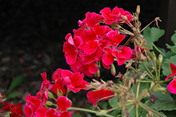 Calliope Crimson Flame Geranium (Pelargonium 'Calliope Crimson Flame') at Bayport Flower Houses