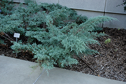 Angelica Blue Juniper (Juniperus x media 'Angelica Blue') at Bayport Flower Houses