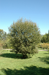 Pussy Willow (Salix discolor) at Bayport Flower Houses
