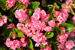 Double Up Pink Begonia (Begonia 'Double Up Pink') at Bayport Flower Houses
