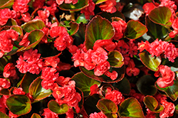 Double Up Red Begonia (Begonia 'LEGDBLRED') at Bayport Flower Houses