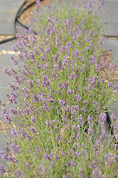 SuperBlue Lavender (Lavandula angustifolia 'SuperBlue') at Bayport Flower Houses