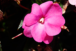 SunPatiens Compact Hot Pink New Guinea Impatiens (Impatiens 'SAKIMP061') at Bayport Flower Houses
