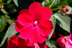 SunPatiens Compact Rose Glow New Guinea Impatiens (Impatiens 'SAKIMP061') at Bayport Flower Houses