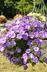 Easy Wave Lavender Sky Blue Petunia (Petunia 'Easy Wave Lavender Sky Blue') at Bayport Flower Houses