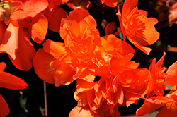 I'Conia Portofino Hot Orange Begonia (Begonia 'Portofino Hot Orange') at Bayport Flower Houses