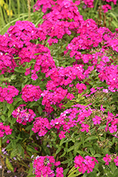 Luminary Ultraviolet Garden Phlox (Phlox paniculata 'Ultraviolet') at Bayport Flower Houses