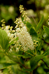 Summersweet (Clethra alnifolia) at Bayport Flower Houses