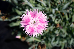 EverBloom Watermelon Ice Pinks (Dianthus 'Watermelon Ice') at Bayport Flower Houses