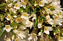 Beauvilia White Begonia (Begonia boliviensis 'Beauvilia White') at Bayport Flower Houses